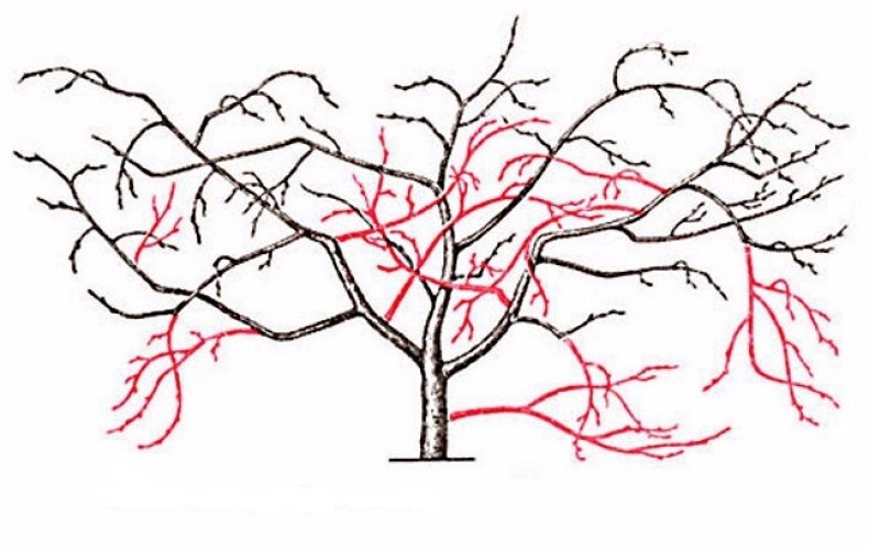 Обрізка вишні: коли і як правильно її робити