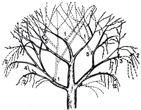 Обрізка вишні: коли і як правильно її робити
