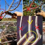 Обрізка вишні: коли і як правильно її робити