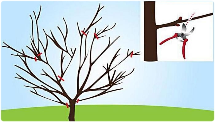 Обрізка вишні: коли і як правильно її робити