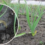 Перша весняна підгодівля часнику. Чим підживити, щоб виріс гарний та великий