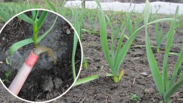 Перша весняна підгодівля часнику. Чим підживити, щоб виріс гарний та великий