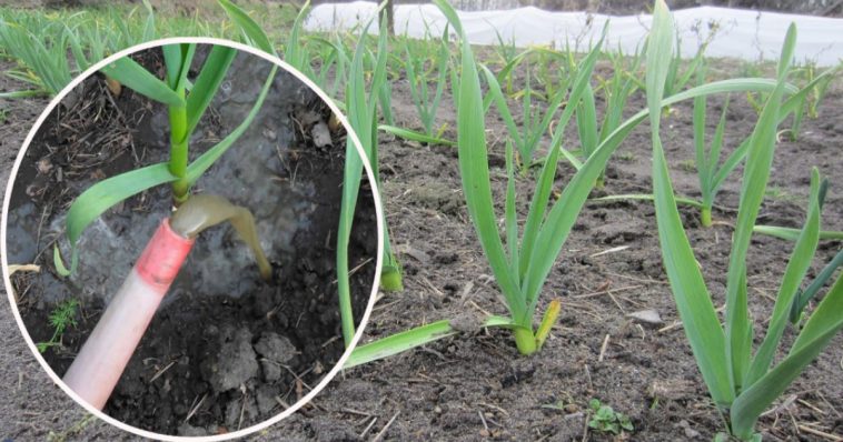 Перша весняна підгодівля часнику. Чим підживити, щоб виріс гарний та великий