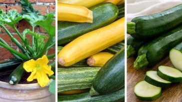 Вирощування цукіні в контейнерах: повний гід для успіху