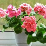 Що не любить герань. Шкодую, що лише зараз про це дізналася