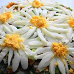 Листковий салат «Ромашкове поле» – яскравий та ніжний смак на вашому столі