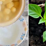 Чим полити розсаду для швидкого росту: простий відвар для міцних та здорових рослин