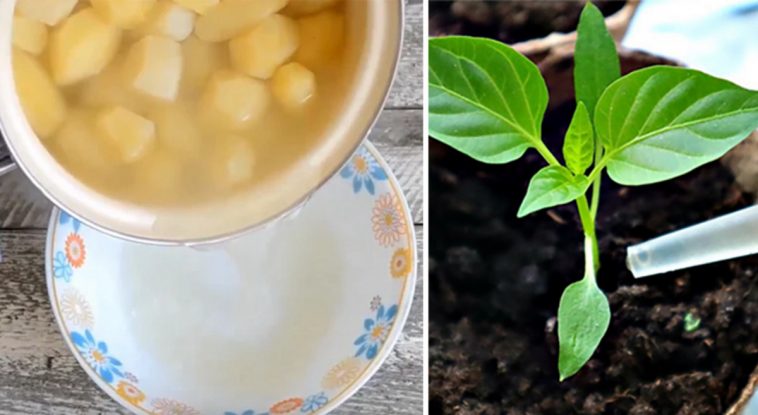 Чим полити розсаду для швидкого росту: простий відвар для міцних та здорових рослин