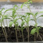 Чому розсада росте тонкою та витягнутою, та що потрібно зробити, щоб змінити це