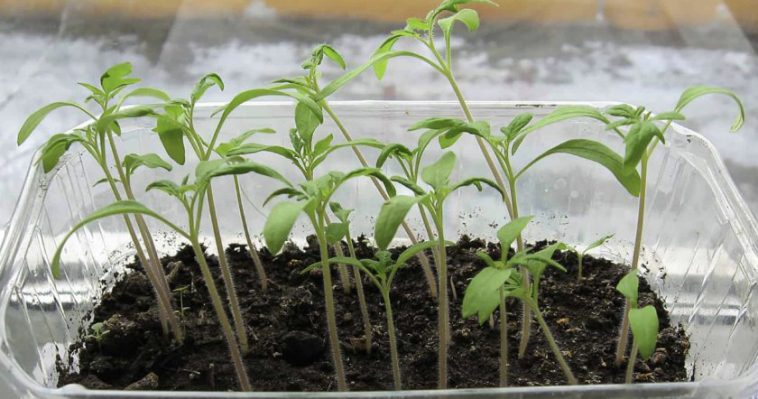 Чому розсада росте тонкою та витягнутою, та що потрібно зробити, щоб змінити це