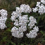 Деревій: лікарська рослина з широким спектром переваг для здоров'я