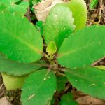 11 дивовижних переваг каланхое перисте