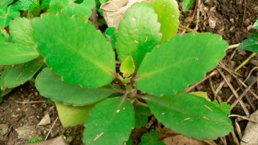 11 дивовижних переваг каланхое перисте