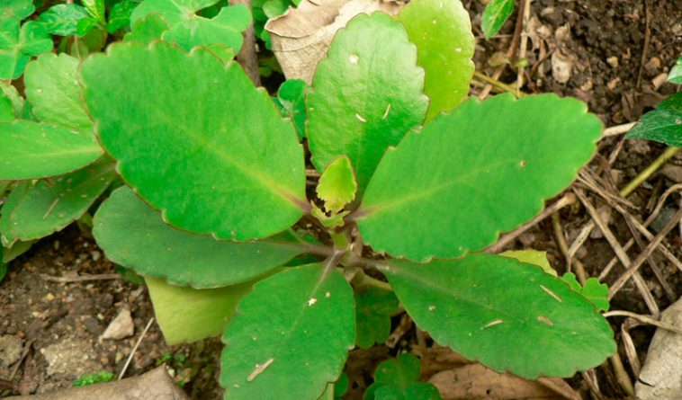11 дивовижних переваг каланхое перисте