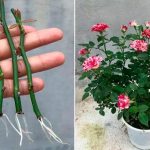 Старий китайський секрет: розчин, у якому будь-який паросток пустить коріння за 2 дні!