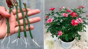 Старий китайський секрет: розчин, у якому будь-який паросток пустить коріння за 2 дні!