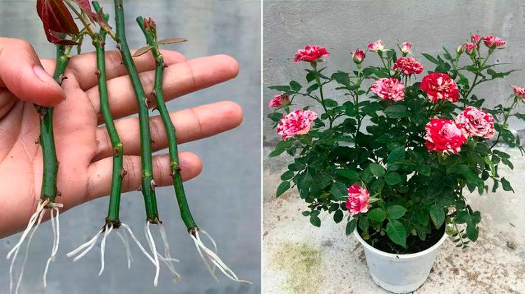 Старий китайський секрет: розчин, у якому будь-який паросток пустить коріння за 2 дні!