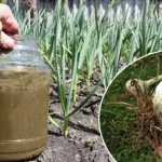 Як прискорити ріст часнику навесні: ефективне підживлення