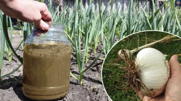 Як прискорити ріст часнику навесні: ефективне підживлення