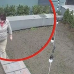 У Києві жінка намагалася викрасти кущі туї прямо з подвір’я. Вiдео…
