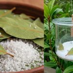 Покладіть його на 1 годину в будинку, і ви більше ніколи не побачите мух, комарів і тарганів