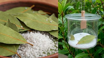 Покладіть його на 1 годину в будинку, і ви більше ніколи не побачите мух, комарів і тарганів