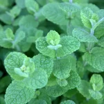 Універсальна м’ята: користь для здоров’я, способи застосування та включення у повсякденне життя