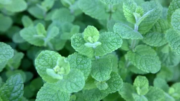 Універсальна м’ята: користь для здоров’я, способи застосування та включення у повсякденне життя