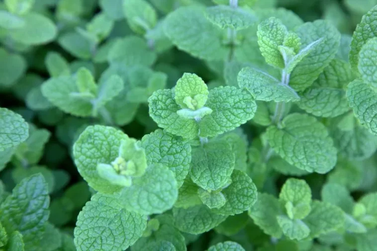 Універсальна м’ята: користь для здоров’я, способи застосування та включення у повсякденне життя