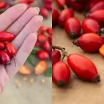Прихована сила собачої троянди (Rosa canina): 10 дивовижних корисних властивостей і способи їх застосування