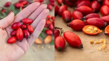 Прихована сила собачої троянди (Rosa canina): 10 дивовижних корисних властивостей і способи їх застосування