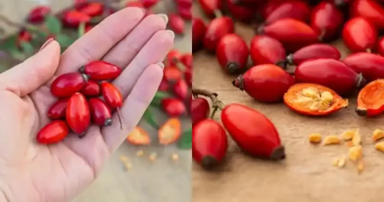 Прихована сила собачої троянди (Rosa canina): 10 дивовижних корисних властивостей і способи їх застосування