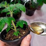 Чарівне підживлення для розсади томатів, перцю та квітів! Через 2 дні ви не впізнаєте свої рослини!