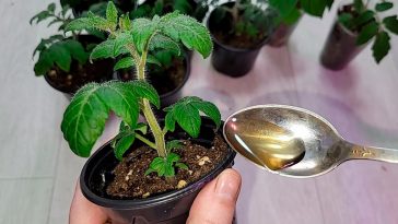Чарівне підживлення для розсади томатів, перцю та квітів! Через 2 дні ви не впізнаєте свої рослини!