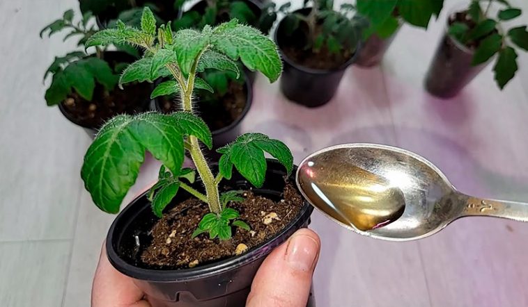 Чарівне підживлення для розсади томатів, перцю та квітів! Через 2 дні ви не впізнаєте свої рослини!