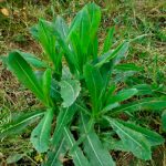 Українська: Сік дикого салату – природний засіб для знеболення та релаксації