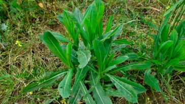 Українська: Сік дикого салату – природний засіб для знеболення та релаксації