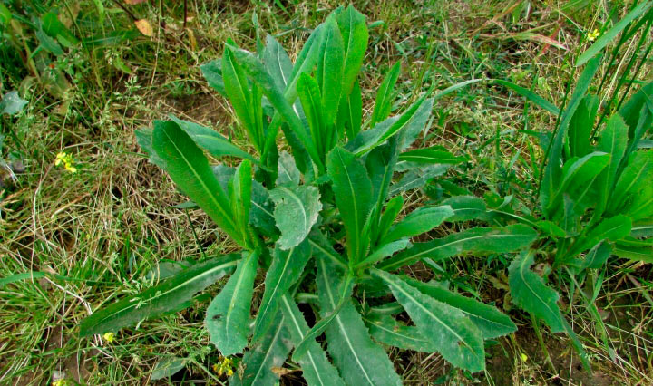 Українська: Сік дикого салату – природний засіб для знеболення та релаксації