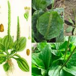 30 неймовірних переваг широколистого подорожника (Plantago Major)