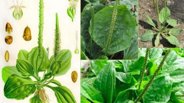 30 неймовірних переваг широколистого подорожника (Plantago Major)