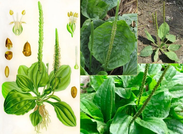 30 неймовірних переваг широколистого подорожника (Plantago Major)