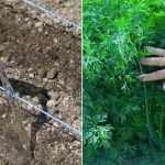 Як правильно садити кріп, щоб він був густим і темно-зеленим