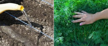 Як правильно садити кріп, щоб він був густим і темно-зеленим