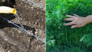 Як правильно садити кріп, щоб він був густим і темно-зеленим