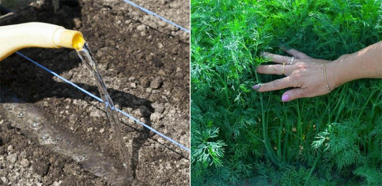 Як правильно садити кріп, щоб він був густим і темно-зеленим