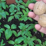 Не поспішайте викидати шкаралупу волоських горіхів — вона стане чудовим підживленням для вашої розсади!