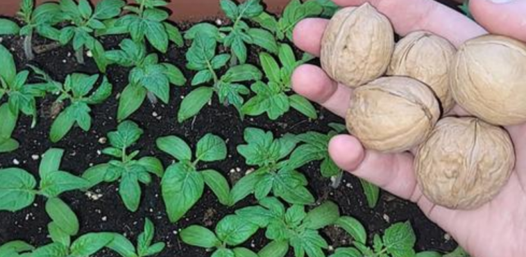Не поспішайте викидати шкаралупу волоських горіхів — вона стане чудовим підживленням для вашої розсади!