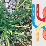 Гусяча трава для здоров'я нирок: натуральне очищення та підтримка сечовидільної системи