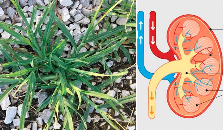 Гусяча трава для здоров'я нирок: натуральне очищення та підтримка сечовидільної системи