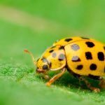 Що означає, якщо ви бачите жовту сонечко?